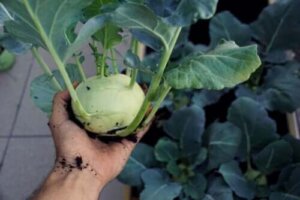 Den ernæringsmæssige værdi og fordelene ved kålroe