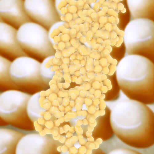 Hvor vigtigt er adiponectin?