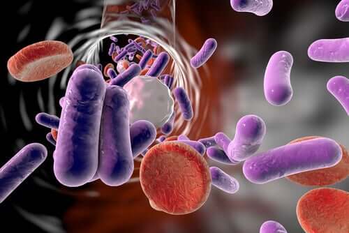 Lær alt om bakteriæmi
