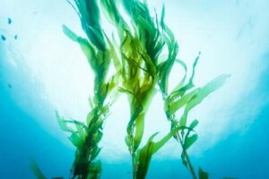 Fordelene ved tang: Er det en superfood?