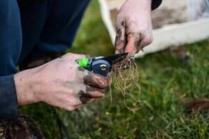 Råd til fremstilling og plantning af stiklinger
