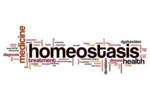 Hvad er begrebet homøostase?