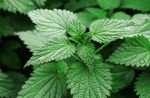 Brændenælde til at bekæmpe høfeber