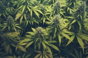 Forstyrrelser i forbindelse med cannabisbrug