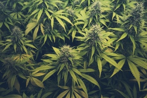 Forstyrrelser i forbindelse med cannabisbrug