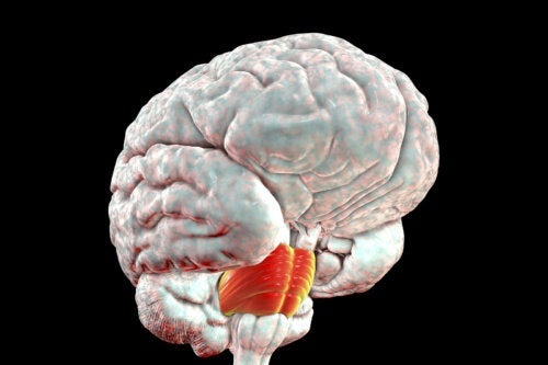 Hjernebroen: Karakteristika og funktioner