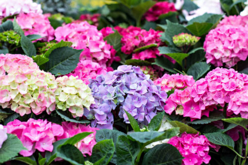 Hortensia er smukke efterårsblomster