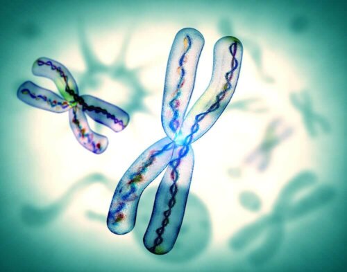 Illustration af kromosomer