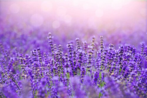 Lavendel i sollus