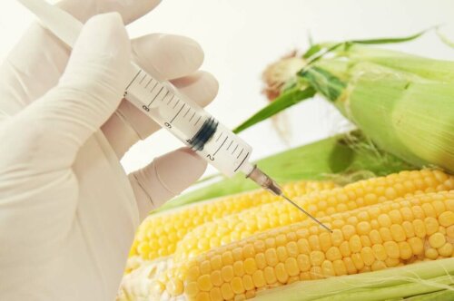 Majs sprøjtes for at skabe genetisk modificerede fødevarer
