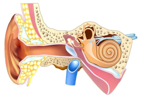 Illustration af det indre øre