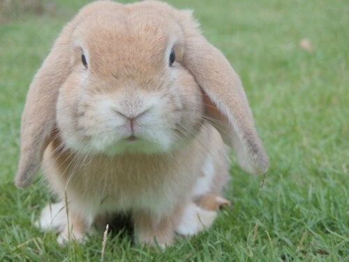 Hvad skal man overveje, før man anskaffer sig en kanin som kæledyr?