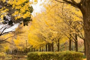 Egenskaber ved ginkgo biloba