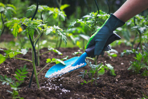 Person er ved at plante artiskokker