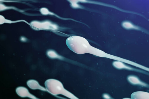 Præsperm