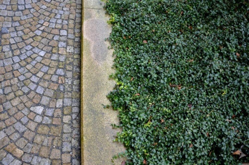 Disse 10 bunddækkeplanter kan erstatte en græsplæne i din have eller gård