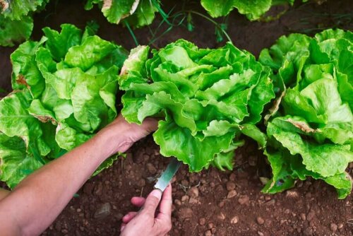 Person er ved at høste salat