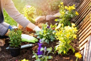 10 invasive planter, der kan skade din have