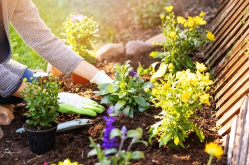 10 invasive planter, der kan skade din have