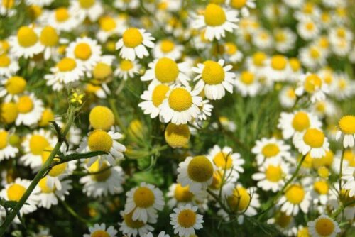 Kamilleblomster