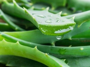 8 sundhedsmæssige fordele ved aloe vera