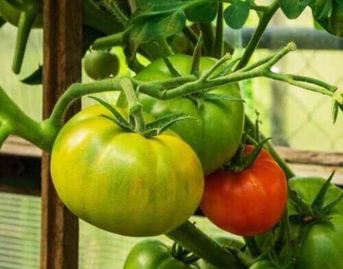 Kan man behandle karsprængninger med tomater?