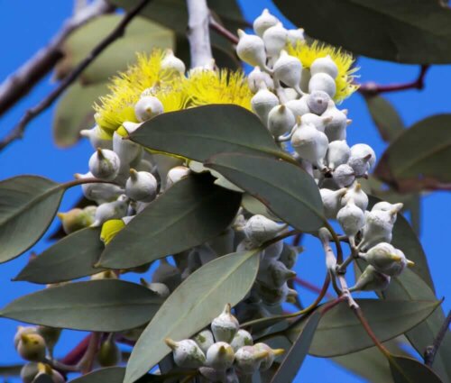 Der er mange fordele ved eukalyptus