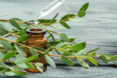 Æterisk eukalyptusolie