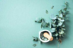 Store fordele ved eukalyptus inden for alles rækkevidde