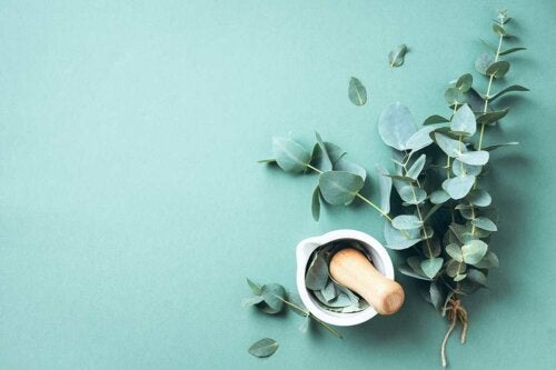 Store fordele ved eukalyptus inden for alles rækkevidde