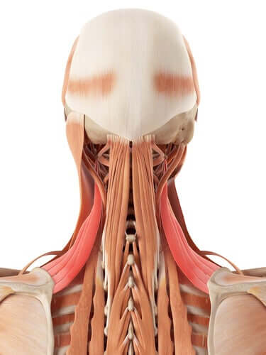 Halsens anatomi: Knogler og brusk