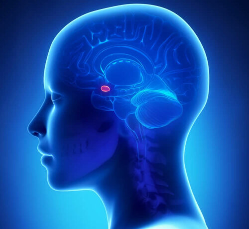 Kirtel i det neuroendokrine system i hjernen