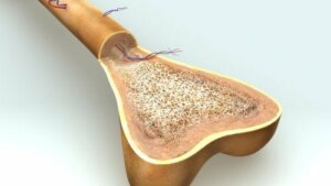 Osteogenese: Hvordan vokser knoglerne?