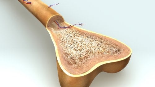 Osteogenese: Hvordan vokser knoglerne?