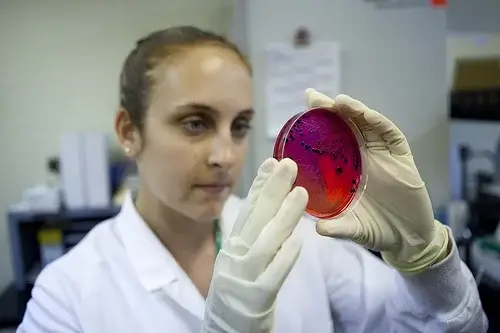 Bakterier undersøges for at kunne behandle salmonella