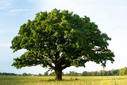 Egetræ: Karaktertræk og vigtigste anvendelsesmuligheder