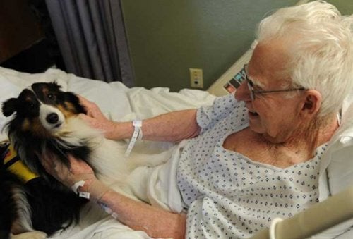Kæledyr besøger patienter på dette hospital