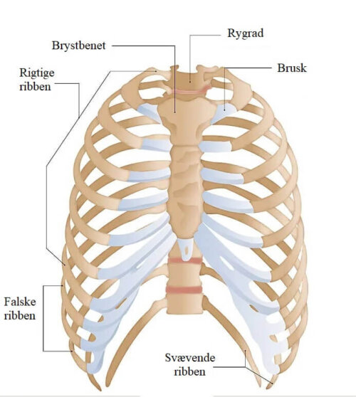 Oversigt over ribbenene, som kan forklare smerter i ribbenene