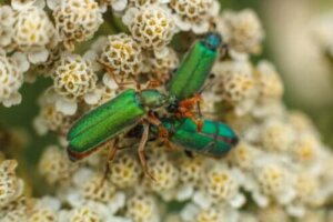 Spanske fluer: Afrodisiakum eller gift?