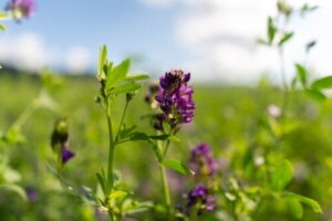 Hjælper lucerne med at øge produktionen af modermælk?