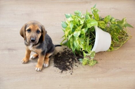 sikre stueplanter kæledyr