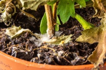 Sådan fjerner du hvid mug jorden ved planter