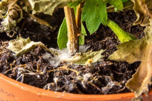Sådan fjerner du hvid mug i jorden ved planter