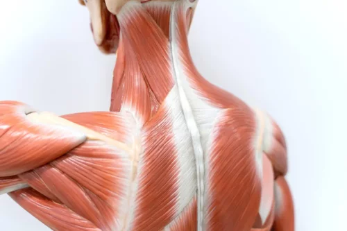 Illustration af kroppens muskler