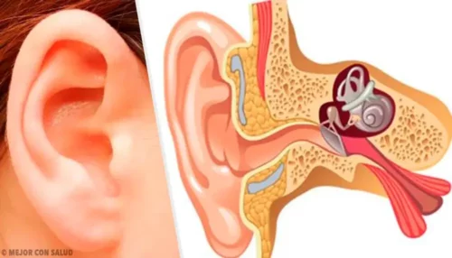 Illustration af det indre øre