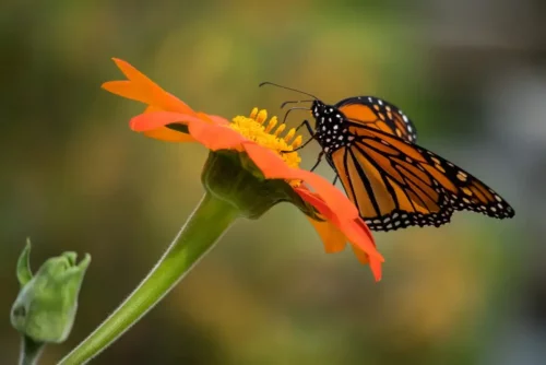 En sommerfugl på en blomst