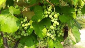 Fytokemikalier i fødevarer: Hvad er de?