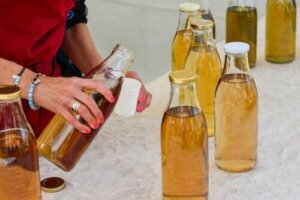 Karakteristika og risici ved kombucha