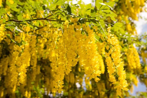 Træ med gule blomster