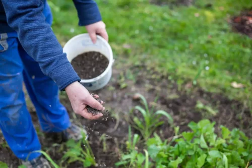 Person gøder jord med kompost